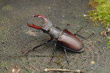 Stag Beetle (Lucanus cervus)