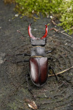 Stag Beetle (Lucanus cervus)