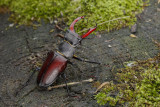 Stag Beetle (Lucanus cervus)