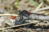 White-faced Darter (Leuchorrhinia dubia)