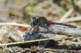 White-faced Darter (Leuchorrhinia dubia)