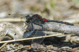 White-faced Darter (Leuchorrhinia dubia)
