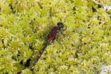White-faced Darter (Leuchorrhinia dubia)