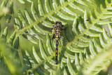 White-faced Darter (Leuchorrhinia dubia)