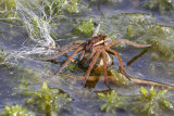 Raft Spider (Dolomedes fimbriatus)