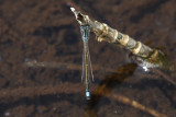 Scarce Blue-tailed Damselfly (Ischnura pumilio)
