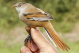 Bearded Tit (Panurus biarmicus)