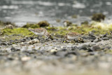 Western Sandpiper (Calidris mauri)