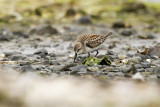 Western Sandpiper (Calidris mauri)