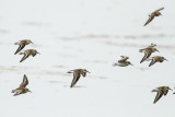 Western Sandpiper (Calidris mauri)