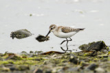 Western Sandpiper (Calidris mauri)