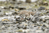 Western Sandpiper (Calidris mauri)