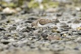 Western Sandpiper (Calidris mauri)