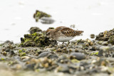 Least Sandpiper (Calidris minutilla)