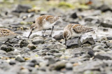 Western Sandpiper (Calidris mauri)