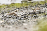 Western Sandpiper (Calidris mauri)