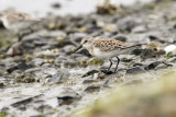 Western Sandpiper (Calidris mauri)
