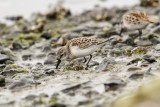 Western Sandpiper (Calidris mauri)