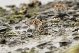 Western Sandpiper (Calidris mauri)