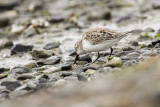 Western Sandpiper (Calidris mauri)