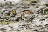 Western Sandpiper (Calidris mauri)