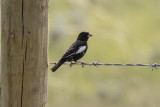 low res _MG_1883.jpg