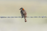 low res _MG_1988.jpg
