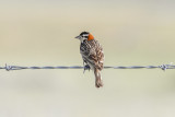 low res _MG_1989.jpg