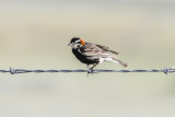 low res _MG_1992.jpg