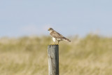low res _MG_2096.jpg