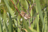low res _MG_4109-2.jpg