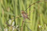low res _MG_4133.jpg