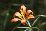 low res _MG_4512.jpg