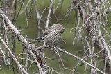 low res _MG_4557.jpg