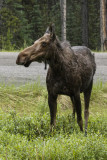 low res _MG_4761.jpg