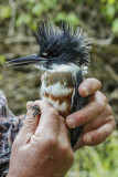 Belted Kingfisher (Megaceryle alcyon)