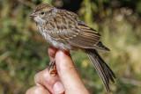 Chipping Sparrow (Spizella passerina)