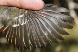 Huttons Vireo (Vireo huttoni)