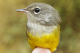 MacGillivrays Warbler (Geothlypis tolmiei)