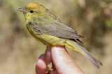 Orange-crowned Warbler (Oreothlypis celata)