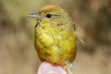 Orange-crowned Warbler (Oreothlypis celata)