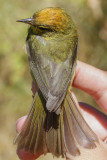 Orange-crowned Warbler (Oreothlypis celata)