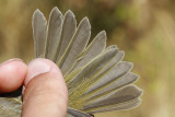 Orange-crowned Warbler (Oreothlypis celata)