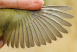 Orange-crowned Warbler (Oreothlypis celata)