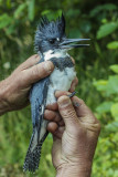 Belted Kingfisher (Megaceryle alcyon)