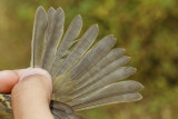 Pacific-slope Flycatcher (Empidonax difficilis)