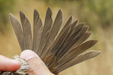 White-crowned Sparrow (Zonotrichia leucophrys pugetensis)