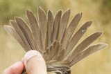 White-crowned Sparrow (Zonotrichia leucophrys pugetensis)