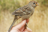 White-crowned Sparrow (Zonotrichia leucophrys pugetensis)