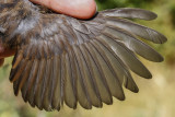 Song Sparrow (Melospiza melodia morphna)